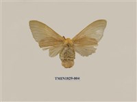 藏品(青枯葉蛾)的圖片